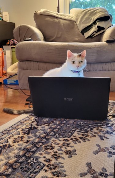 cat sitting behind open laptop.