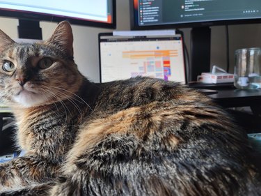cat protecting laptop.