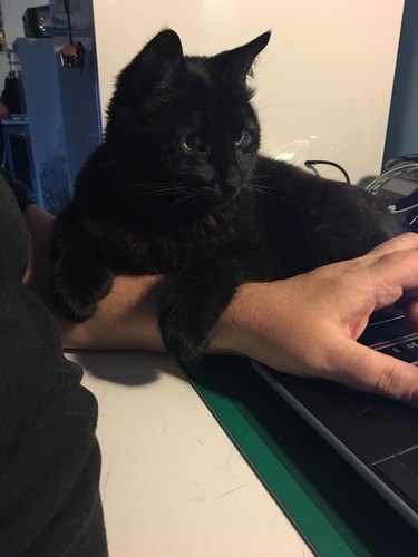 black cat supervises human working on laptop.