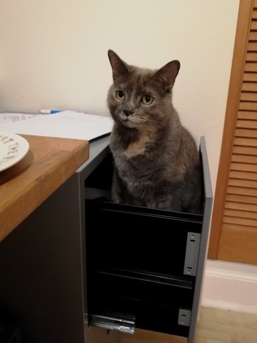 cat sittingin filing cabinet.