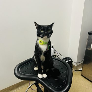 cat with green collar sitting in chair.