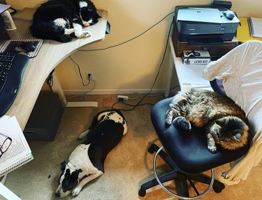 2 cats and 1 dog sleep in person's home office.
