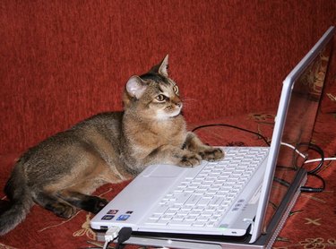cat reviewing code on open laptop.