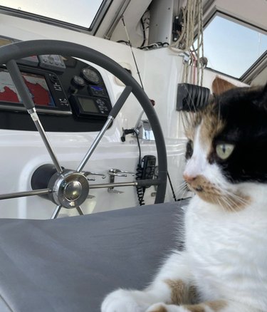 cat sitting by the steering wheel of a boat.