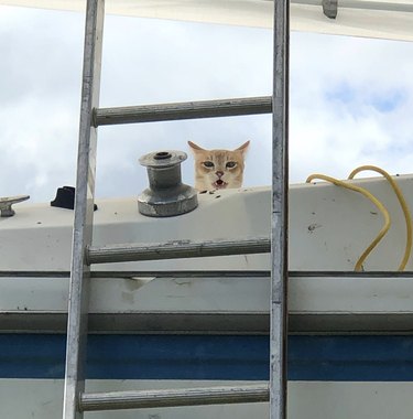 cat peeking out through a ladder on a boat.