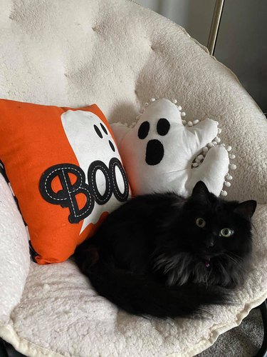 bBack cat sitting in a chair next to ghost boo pillow and a ghost-shaped pillow.