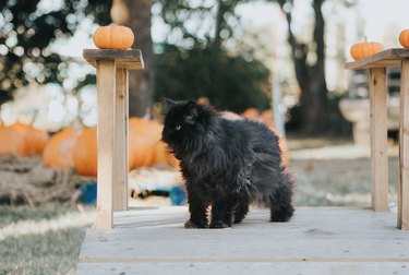 black cat on a wood bridge with pumpkins.