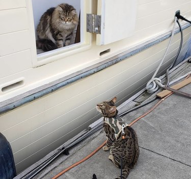two cats looking at each other inside and outside a boat.