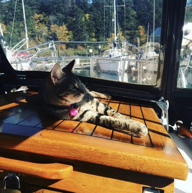 cat sunning themself on a boat.