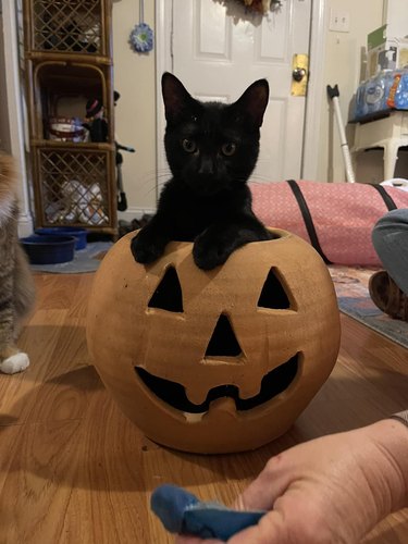 black cat in plastic jack o lantern.