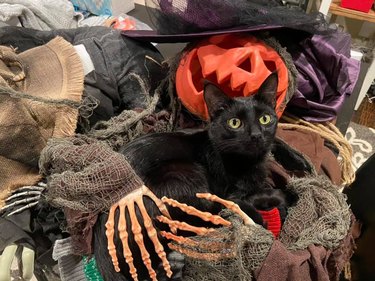 black cat sleeps on halloween decorations.