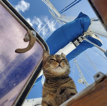 cat looking down into the inside of a boat.