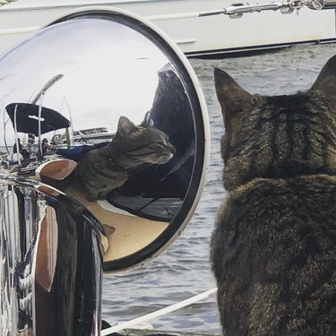 cat looking out at sea from a boat.