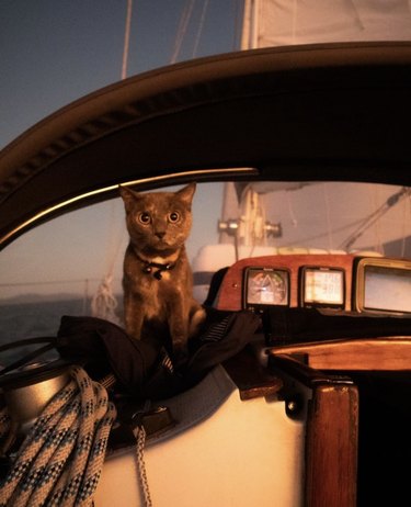 Gray cat sitting on a boat.