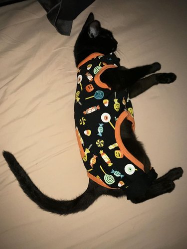 black cat in halloween pajamas