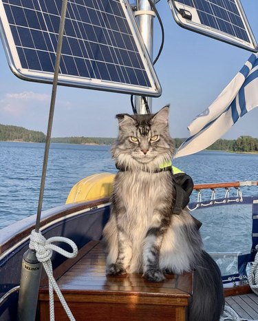 cat sitting on a boat giving a judging look.