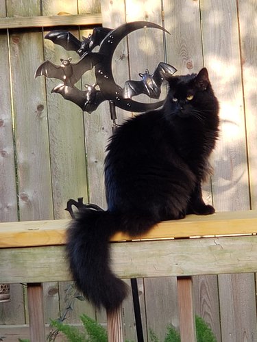 black cat posing with a weather vane with bats and a crescent moon.