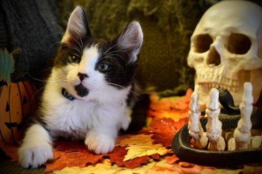 black cat next to decorative skull.