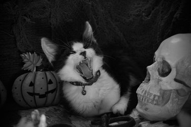 black cat yawning next to decorative skull.