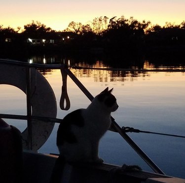 cat on a boat silhouetted against the sunset.