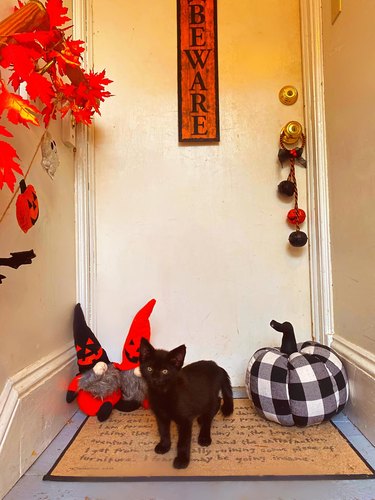 Black cat in front of a door decorated with Halloween decorations in July.
