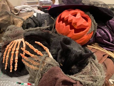 black cat sleeps on halloween decorations.