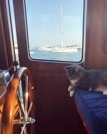 cat looking at the boat steering wheel.