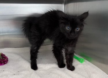 black cat adopted at shelter.