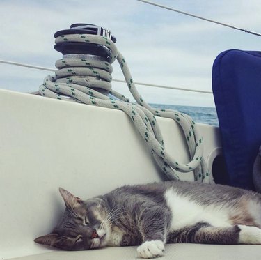 cat napping on a boat deck.