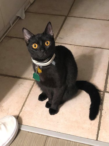 Black cat has bright yellow eyes.