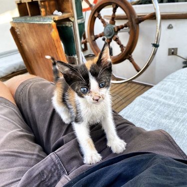 kitten sitting on a man inside a boat.