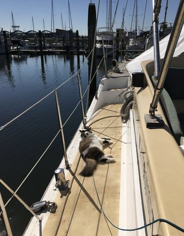 cat sleeping on the boat deck.