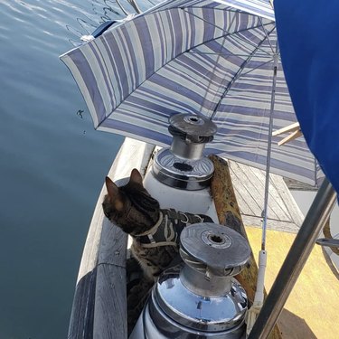 a cat looking over the side of a boat.