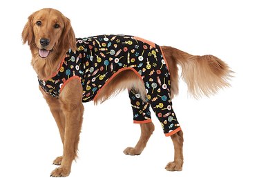 Golden retreiver wearing black PJs with orange piping and a candy pattern. The front legs are exposed but the back legs are partially covered by the PJs.