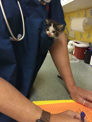 A kitten is in the pocket of a veterinarian.