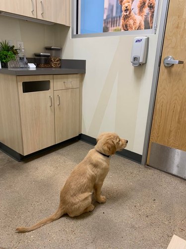 A puppy waits for their veterinarian to return.