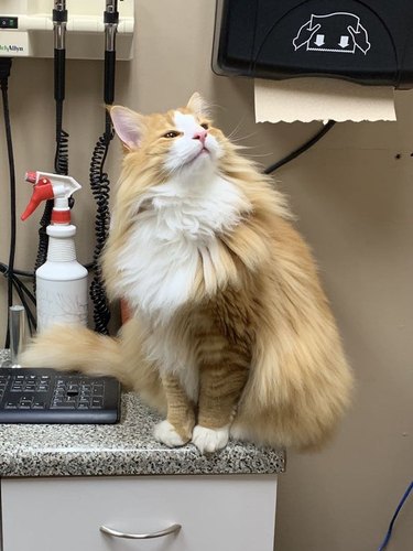 A cat gets a tour of the veterinarian clinic.
