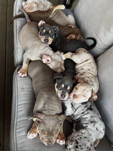 Bullie puppies in a pile on a couch.