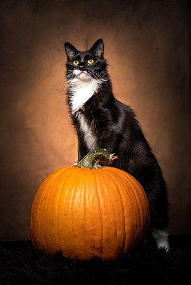 cat poses for a photo by sitting on top of a pumpkin.