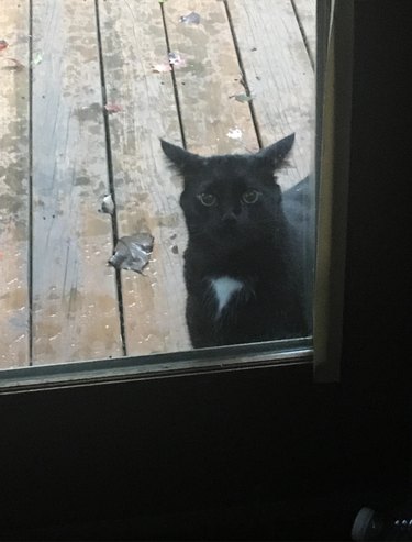 A black cat is staring through the glass of a closed door.