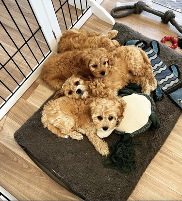 Cavoodle puppies in a pile on a dog bed.
