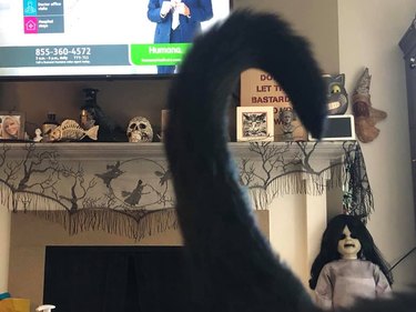 Black cat photobombs picture of Halloween decor with their tail.