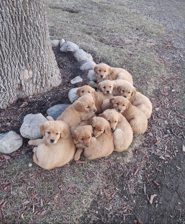Golden retriever puppies in a group by a tree.