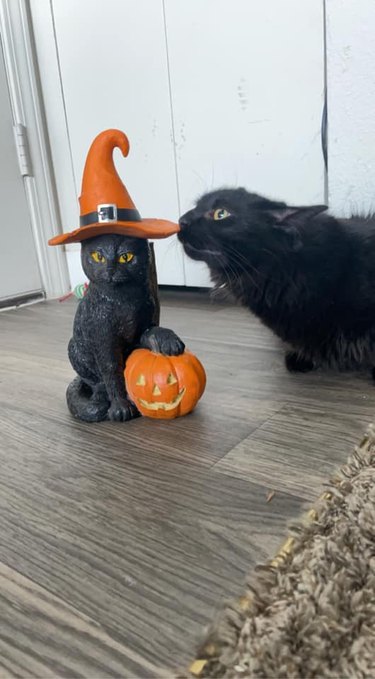 Black cat sniffs a Halloween cat gnome.