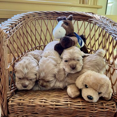 Cocker spaniel puppies sleeping in a chair with a horse stuffed animal.