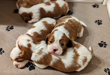 Cavalier King Charles spaniel puppies sleeping in a pile.