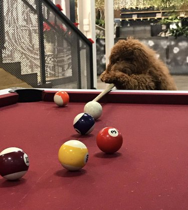 goldendoodle dog holding cue stick