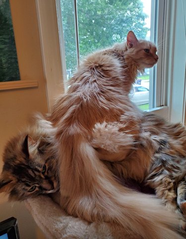 Fluffy cat sitting top of another fluffy cat, who looks annoyed.