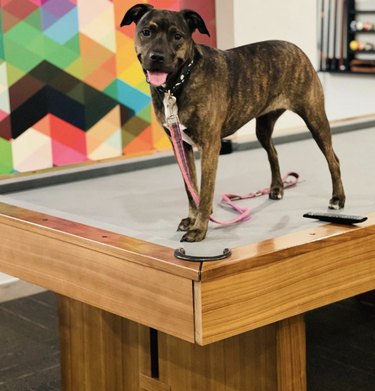 dog standing on pool table