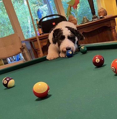 sheepdog sniffing a billiard ball